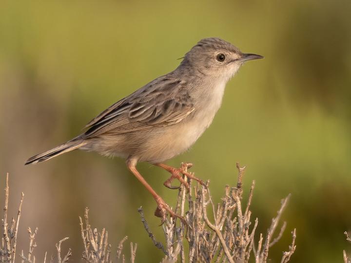 Socotra Cisticola