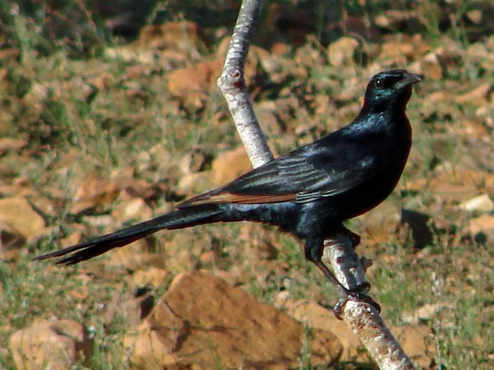 Socotra Starling