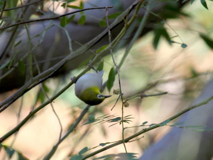 Socotra White-eye