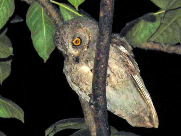 Socotra Scops Owl