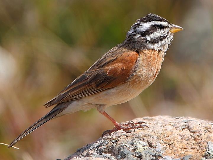 Socotra Bunting
