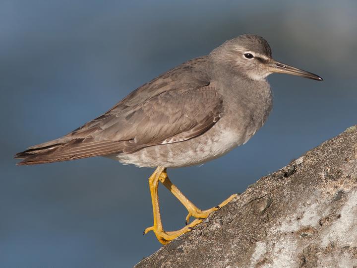 Socotra Warbler
