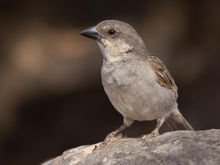 Socotra Sparrow