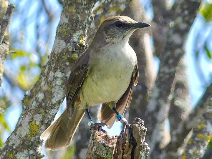Socorro Mockingbird
