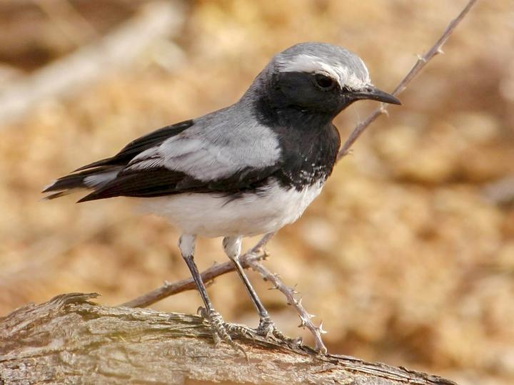 Somali Wheatear