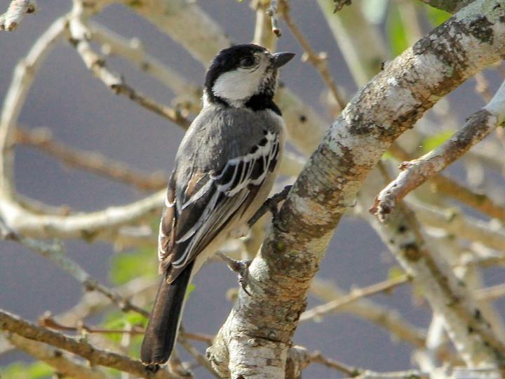 Acacia Tit