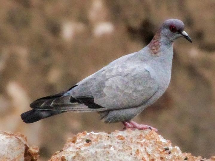 Somali Pigeon