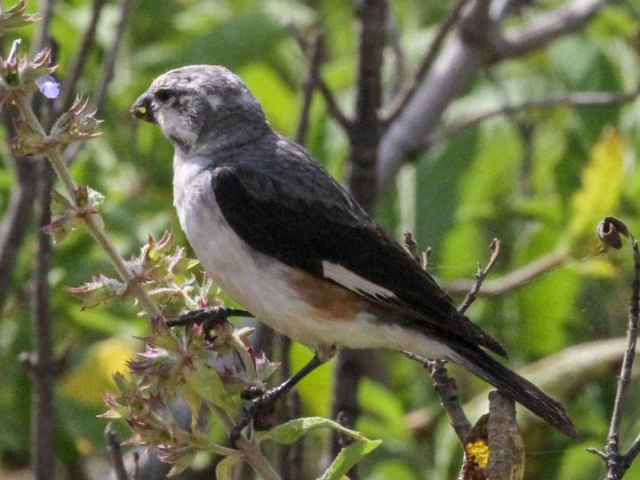 Warsangli Linnet
