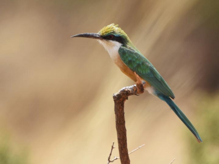 Somali Bee-eater