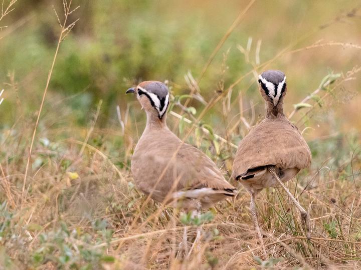 Somali Courser
