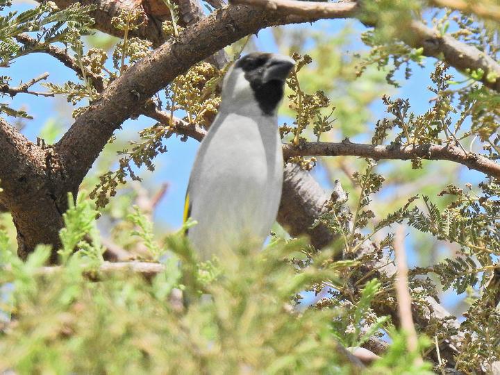 Somali Golden-winged Grosbeak
