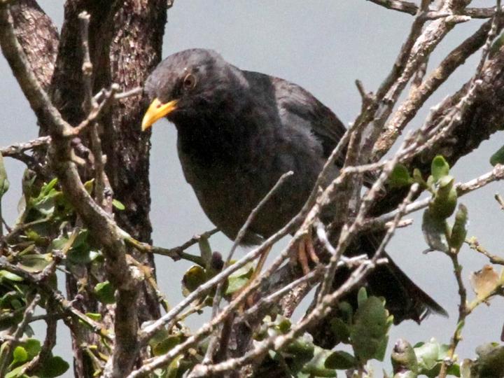 Somali Thrush