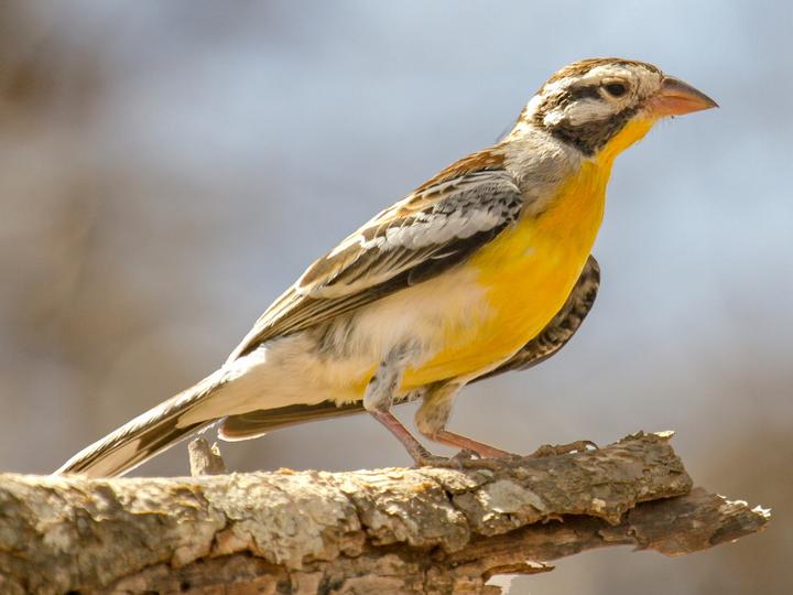 Somali Bunting