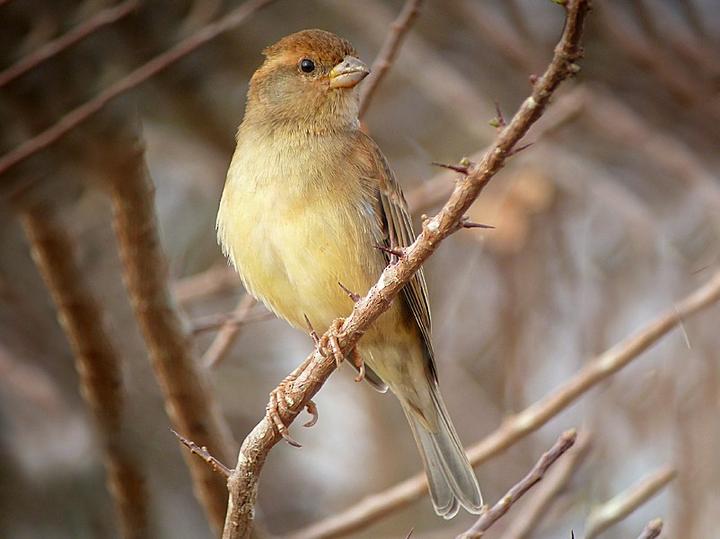 Somali Sparrow