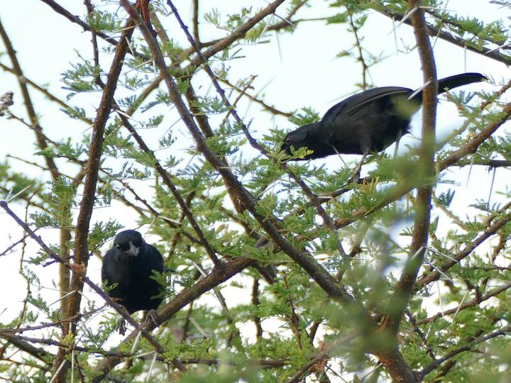 Black Boubou
