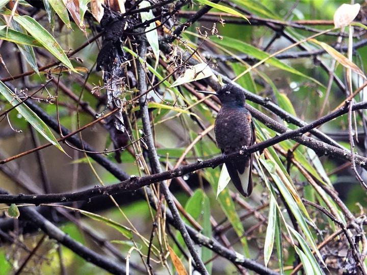 Velvet-purple Coronet