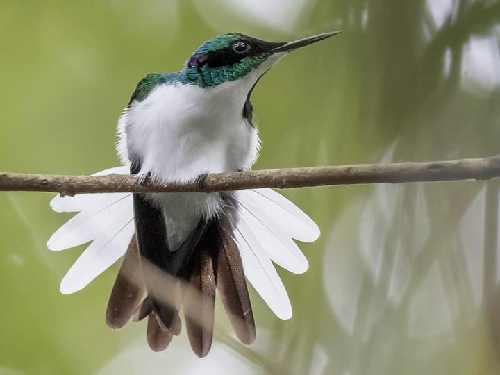 Purple-crowned Fairy