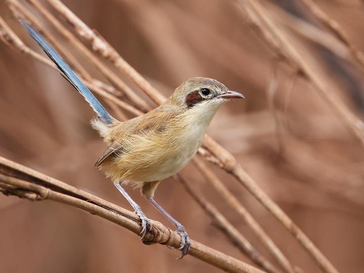 Purple-crowned Fairywren