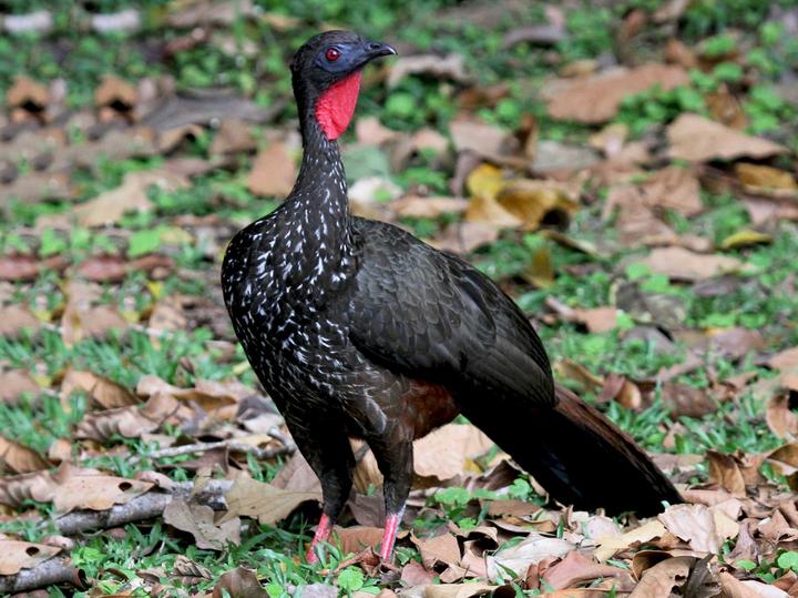 Crested Guan