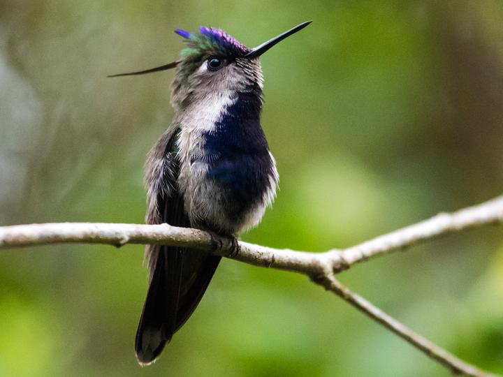 Purple-crowned Plovercrest
