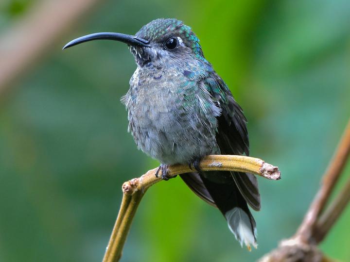 Violet Sabrewing