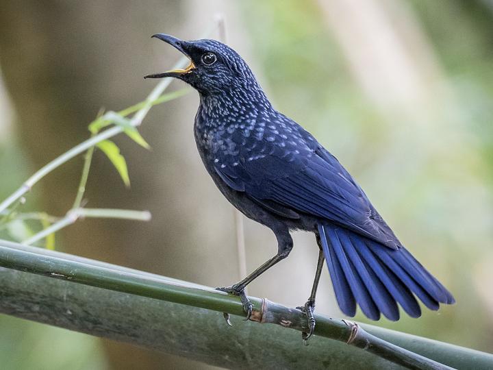 Blue Whistling Thrush