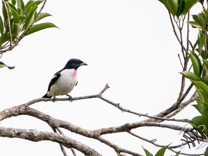 Purple-throated Cotinga