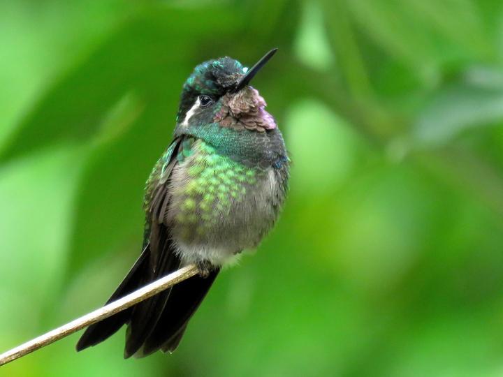 Purple-throated Mountaingem
