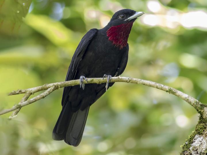 Purple-throated Fruitcrow
