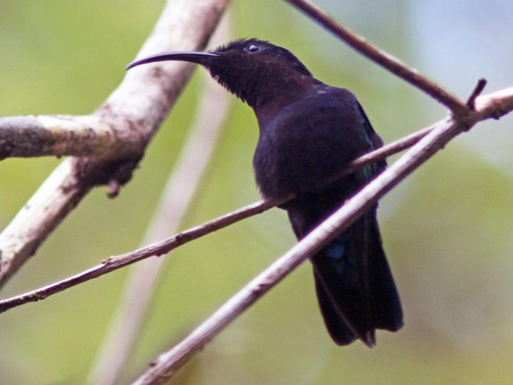 Purple-throated Carib