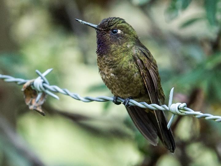 Violet-throated Metaltail