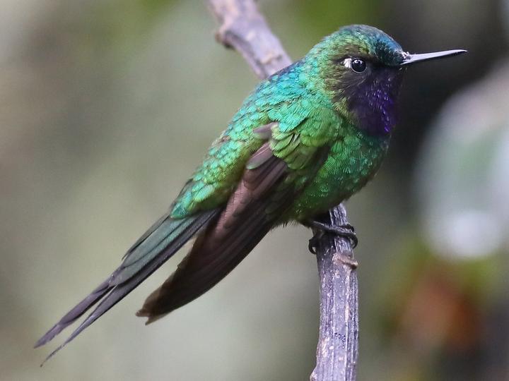 Purple-throated Sunangel