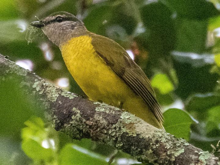Purple-throated Cuckooshrike
