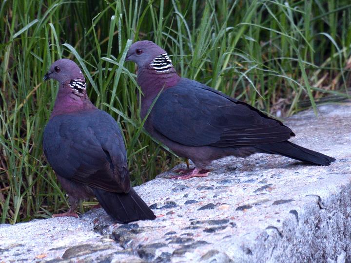 Sri Lanka Wood Pigeon
