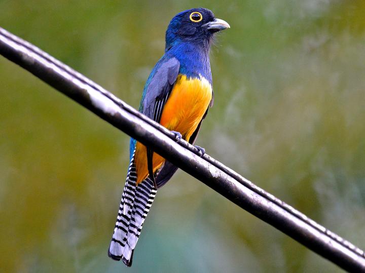 Guianan Trogon