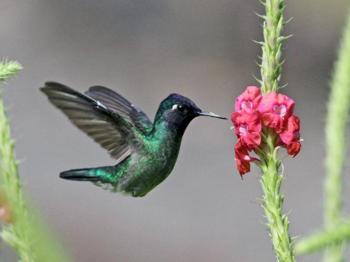 Violet-headed Hummingbird