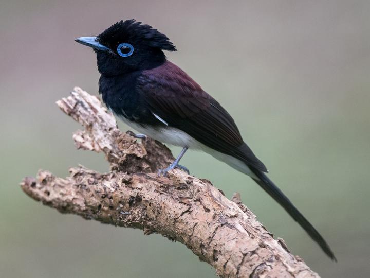 Black Paradise Flycatcher