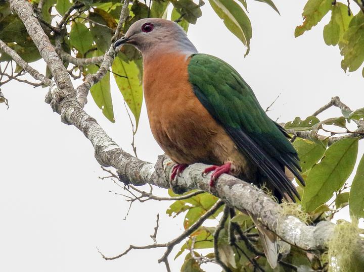Purple-tailed Imperial Pigeon