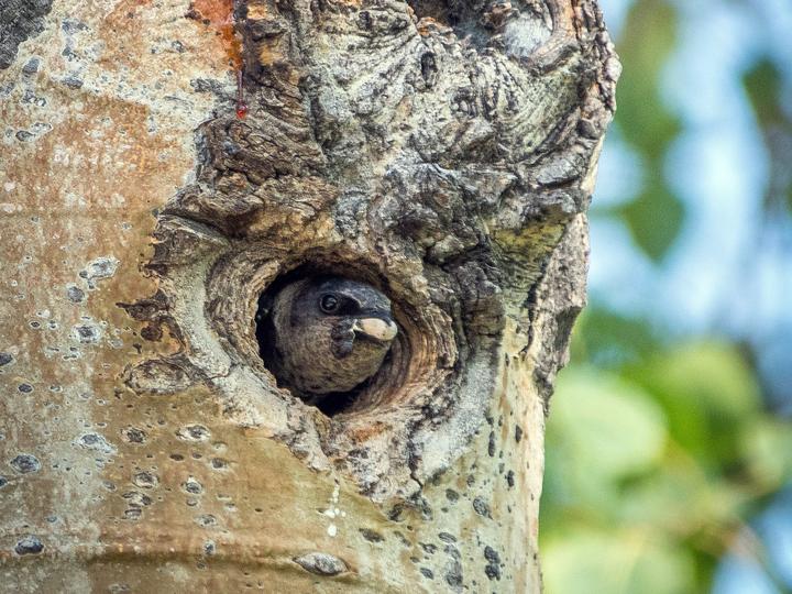Purple Martin