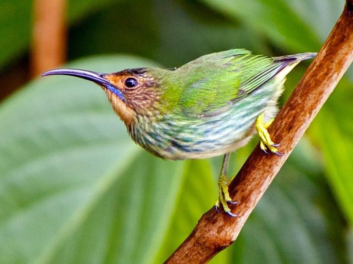 Purple Honeycreeper