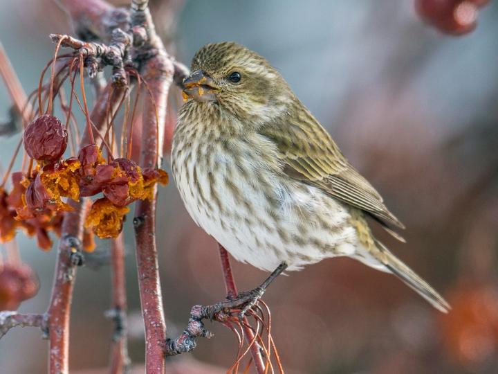 Purple Finch