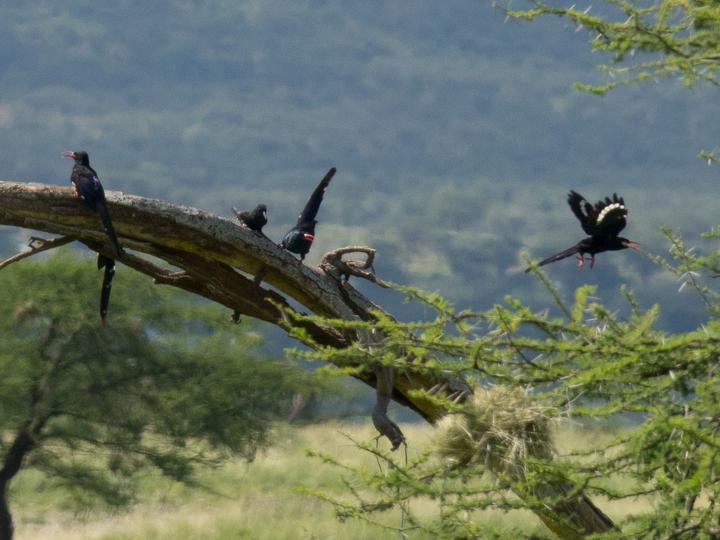 Violet Wood Hoopoe