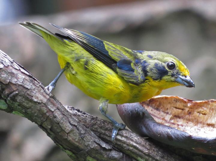Violaceous Euphonia
