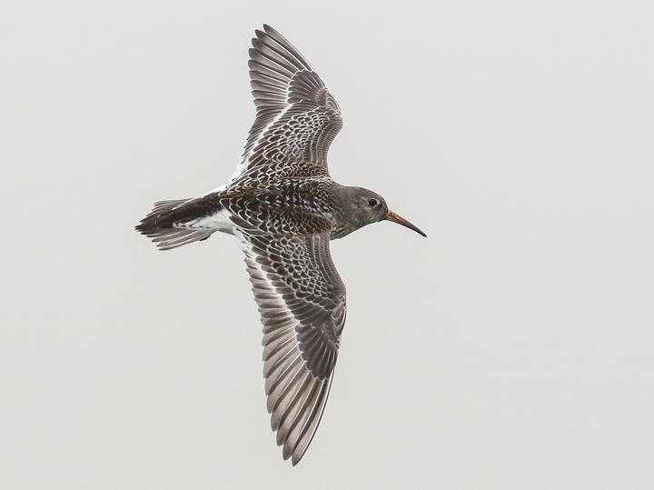 Purple Sandpiper