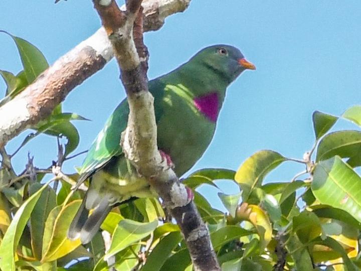 Claret-breasted Fruit Dove
