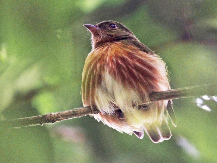 Striolated Manakin