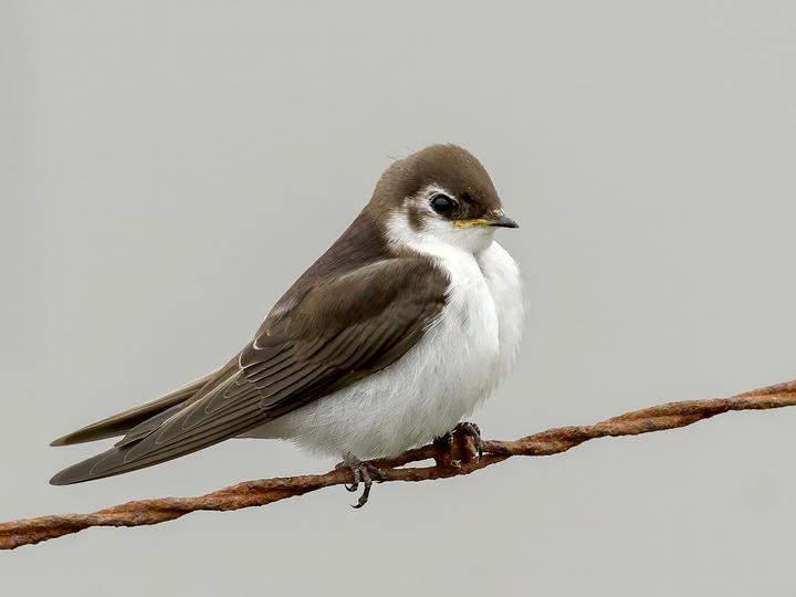 Violet-green Swallow