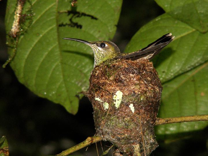 Violet-chested Hummingbird