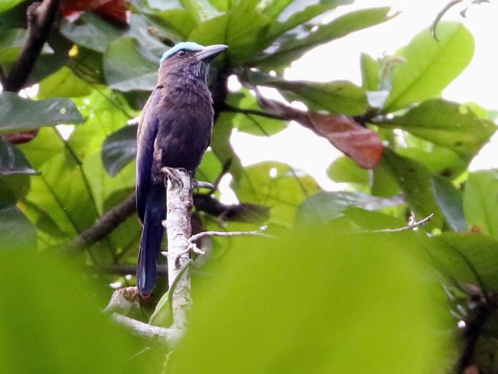 Purple-winged Roller