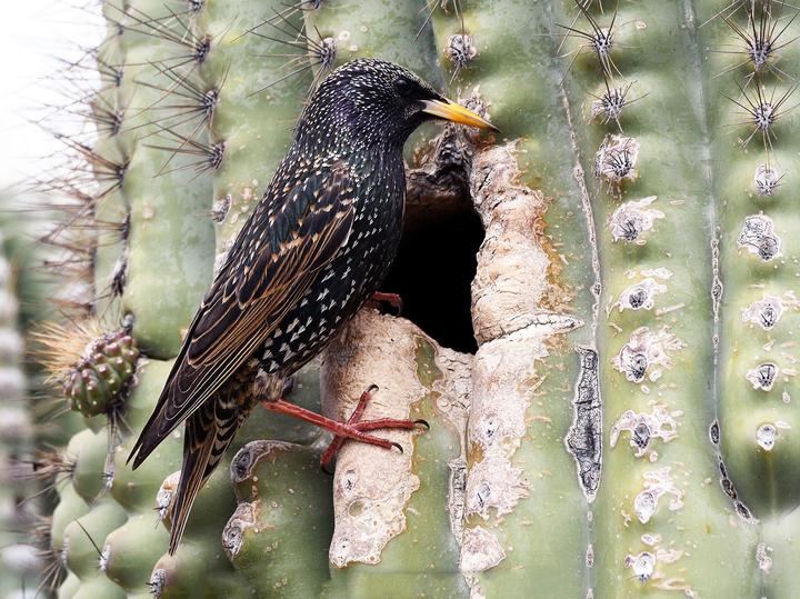 Common Starling